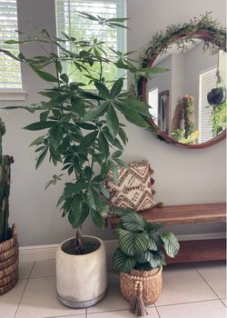 6ft money tree plant