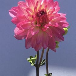 Dahlia Plant