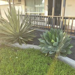 Beautuful Assorted Agave 