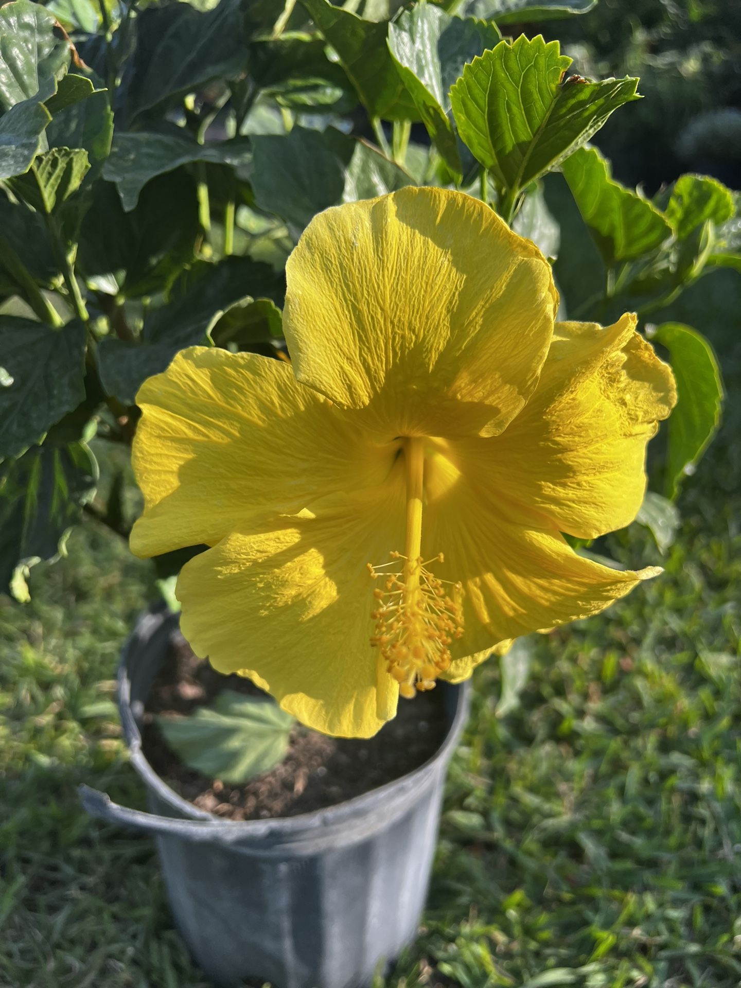 HIBISCUS (10” Pot Size) Attractive Flower, Bold & Beautiful 