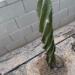Montrose Cactus Spiral