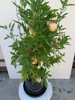 #F1- Pepino Melon Plant 人参果樹