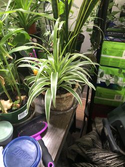 Spider Plant 🪴 In Terracotta Pot