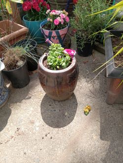 Petunia and nice pot.