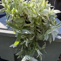"Tradescantia" Plant