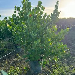 Beautiful Clusia Plants For Sale! Clusia In 15 Gallons About 6' Feet Tall With 5 Steams For Only $40. Open Today!