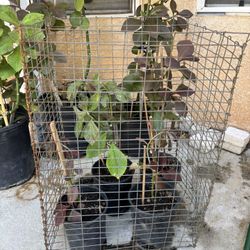 African Poinsettia’s 