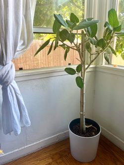 Indoor fig tree