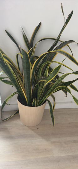 Live plant