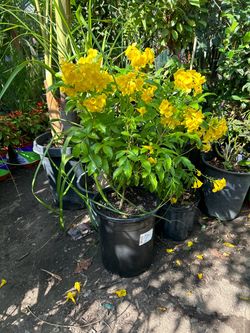 Yellow trumpet flower (Esperanza)