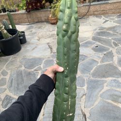 24” Trichocereus Pachanoi Monstrose, San Pedro