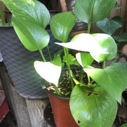 Golden Pothos Indoor Or Outdoor Plant