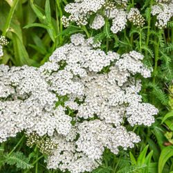 10 White Yarrow Seed Bombs —Native Pollinator | Drought Tolerant | Erosion Control | Medicinal Herb