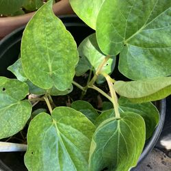 Betel Leaves Plant ( Paan )