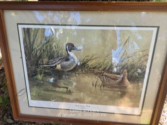 Spring Domain Pintails Framed Limited Edition Print