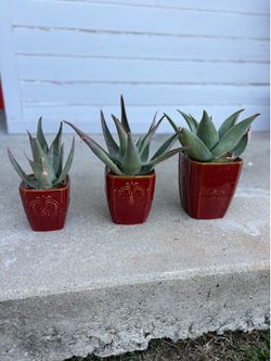 Aloe plants in red ceramic pots set of 3