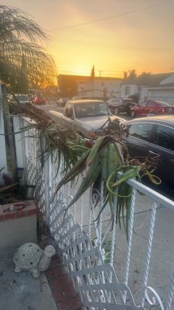 free aloe vera
