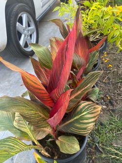 Canna Lily