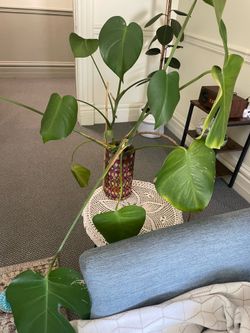 Monstera propagation