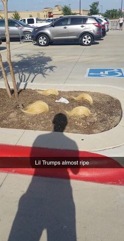 Fresh grown trump toupees