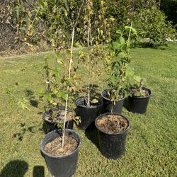 Mulberry Tree / Arbol De Mora 