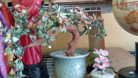Jade. Tree.