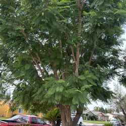 Trees Trimming 