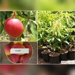 Haden Mango Grafted Trees 3gal Arboles De Mango Injertados 3gal 