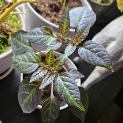 Filius Blue Pepper Plants