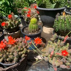 $20 each Beautiful Flower cactus plants