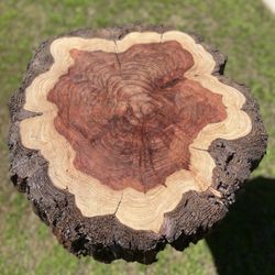 ✨❤️Beautiful Redwood Slab End Table🪵