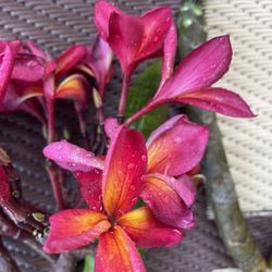 Assorted Plumeira Clippings