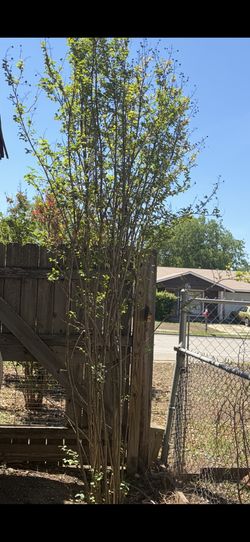 Tree Crepe Myrtle 