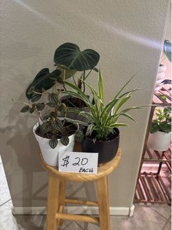 MOTHERS DAY plant sale “LOOK”