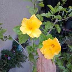 Hibiscus Tree Plant with Yellow Flowers $45