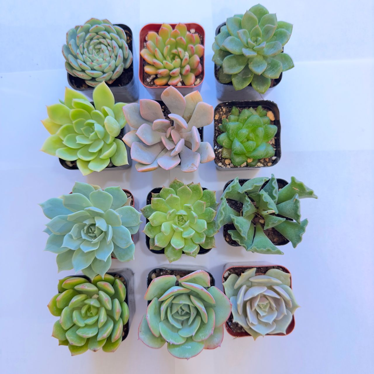 12-succulents-sets