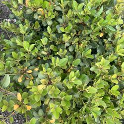 Indian Hawthorn 3 feet x 2 feet