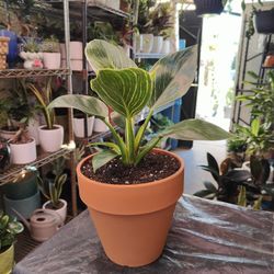 Philodendron Birkin Indoor