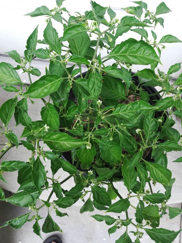 Red habanero chili pepper plant for Sale in La Puente, CA