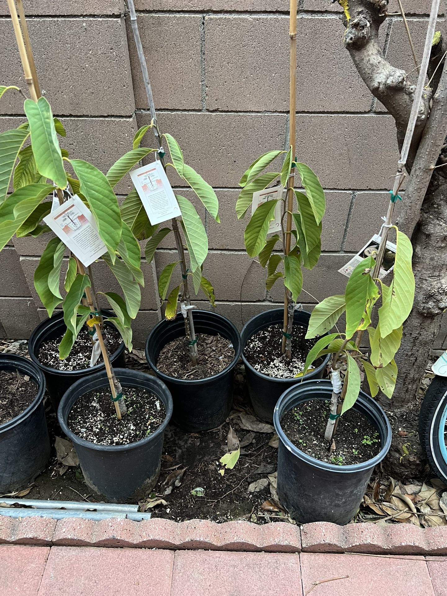 Grafted African Pride 2 Cherimoya Plant