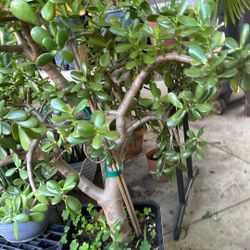 Jade Plant 