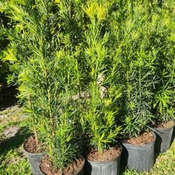 Beautiful Podocarpus Plants For Privacy !!! About 3 Feet Tall !!! Fertilized 