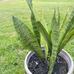 Plant Snake For Home