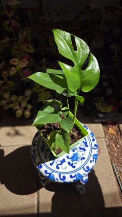 Mini Monstera Plant