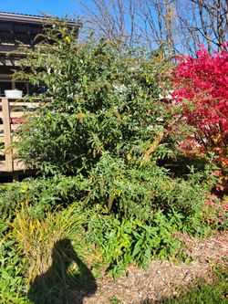 Butterfly Bush Plants, Small, Pollinator Plant 