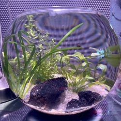 Aquarium Planted Bowl Easy Maintenance