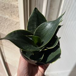 Golden Black Hahnii Snake Plant