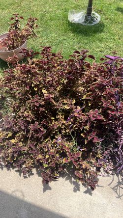 Coleus plant it’s good and healthy