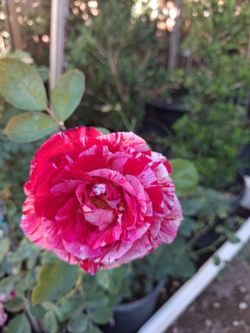 Rose bushes.