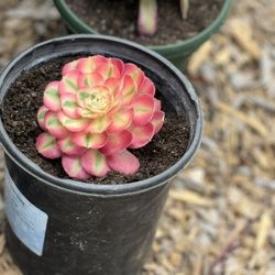 Rare Korean Succulents $40 Each